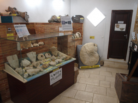 salle de paléontologie (3).jpg