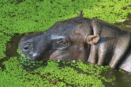 Réserve Zoologique de Calviac - Hippopotame pygmée internet.JPG