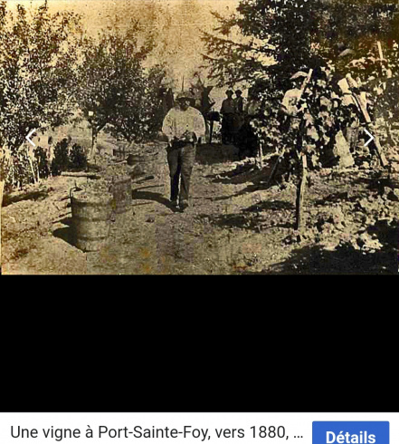 Image d'illustration pour : Musée du futur de la vigne du passé