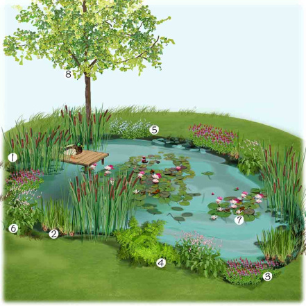 bassin-naturel-jardin-idee-amenagement_1000.jpg